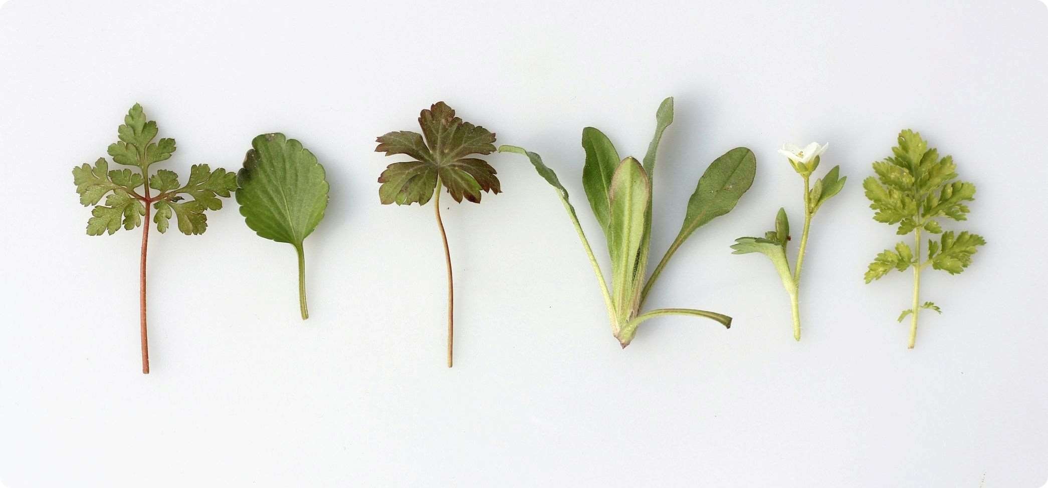 Annorlunda smaker på vitt snus