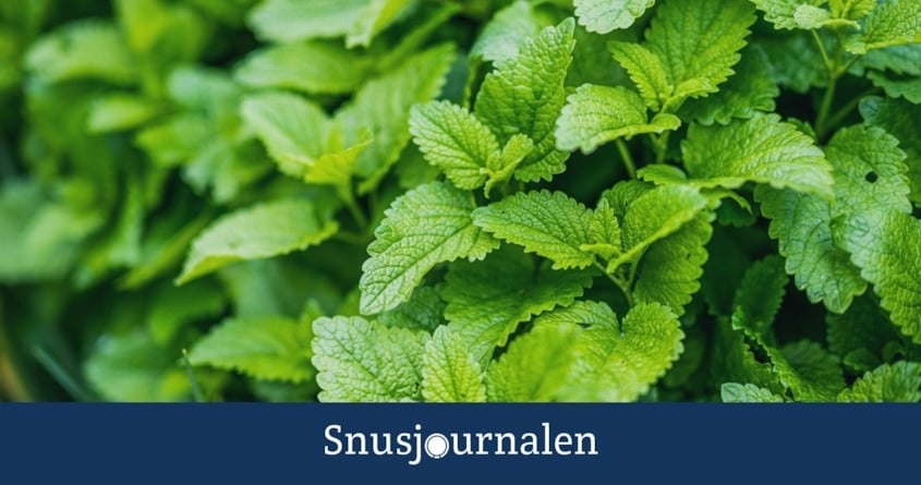 Släpp smaksättningen!