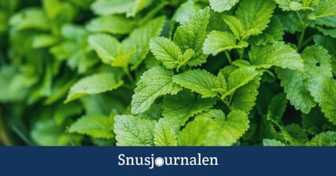 Släpp smaksättningen!