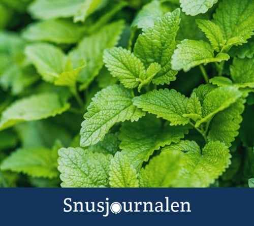 Släpp smaksättningen!