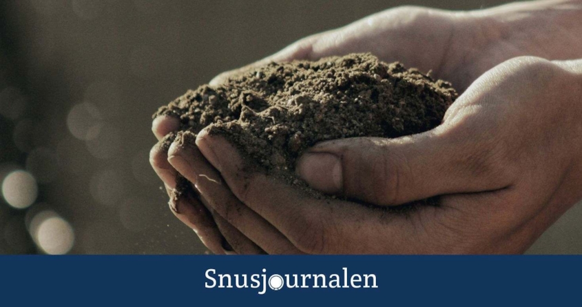 Hur odlar man tobak för att göra eget snus? På besök i tobakslandet