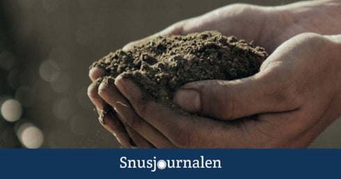 Hur odlar man tobak för att göra eget snus? På besök i tobakslandet