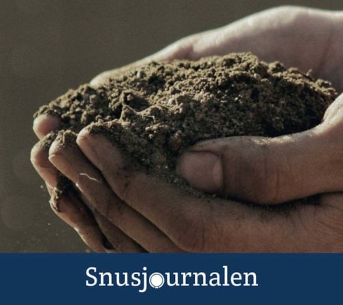 Hur odlar man tobak för att göra eget snus? På besök i tobakslandet