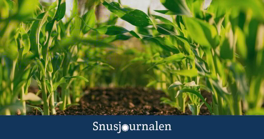 Tror höjd skatt kan leda till ökat intresse för egenodling