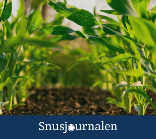 Tror höjd skatt kan leda till ökat intresse för egenodling