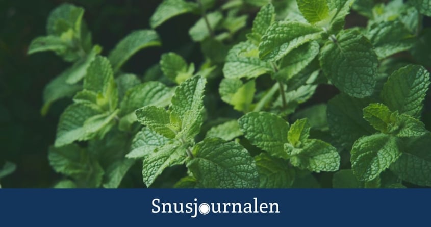 Snusets smak - del 8: Mint & Mentol