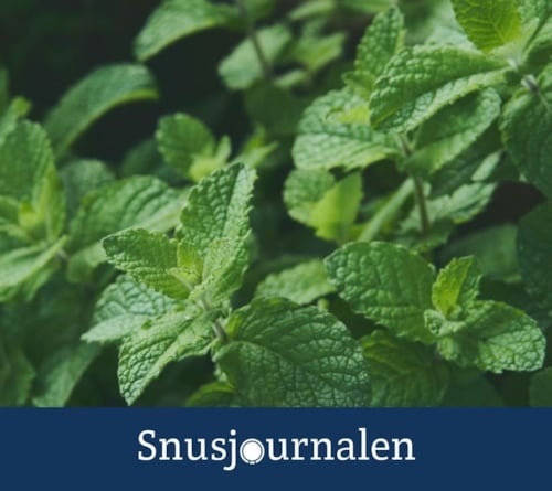 Snusets smak - del 8: Mint & Mentol
