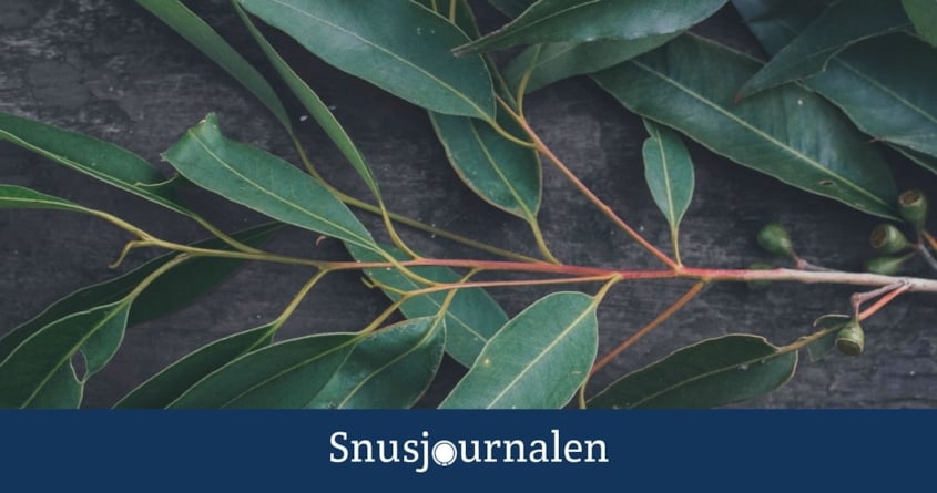 Snusets smak - eukalyptus
