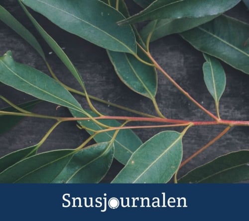 Snusets smak - eukalyptus