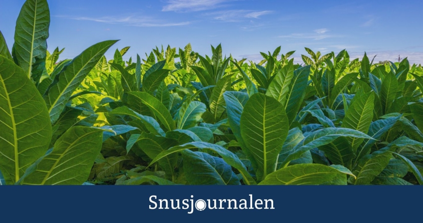 Odla egen tobak guide