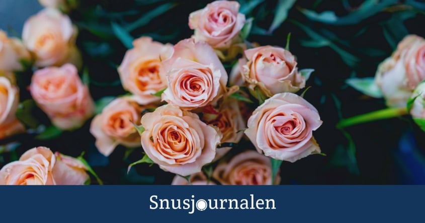 Snusets smak - rosenolja