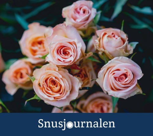 Snusets smak - rosenolja
