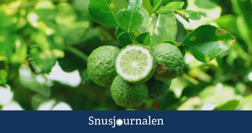 Snusets smak - bergamott