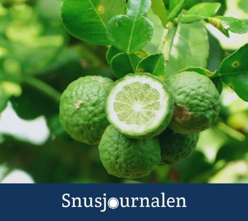 Snusets smak - bergamott