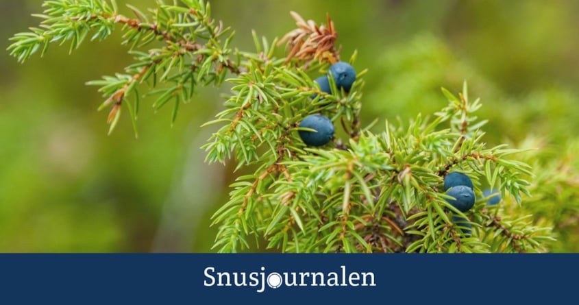 Snusets smak - enbär