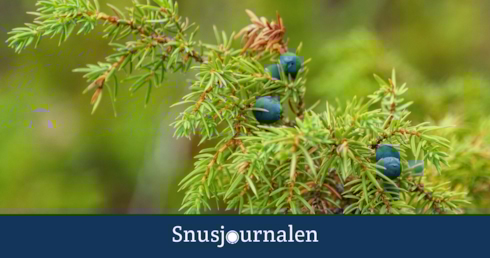 Snusets smak - enbär