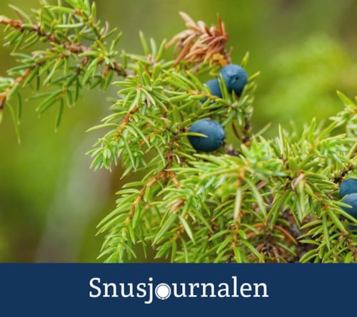 Snusets smak - enbär
