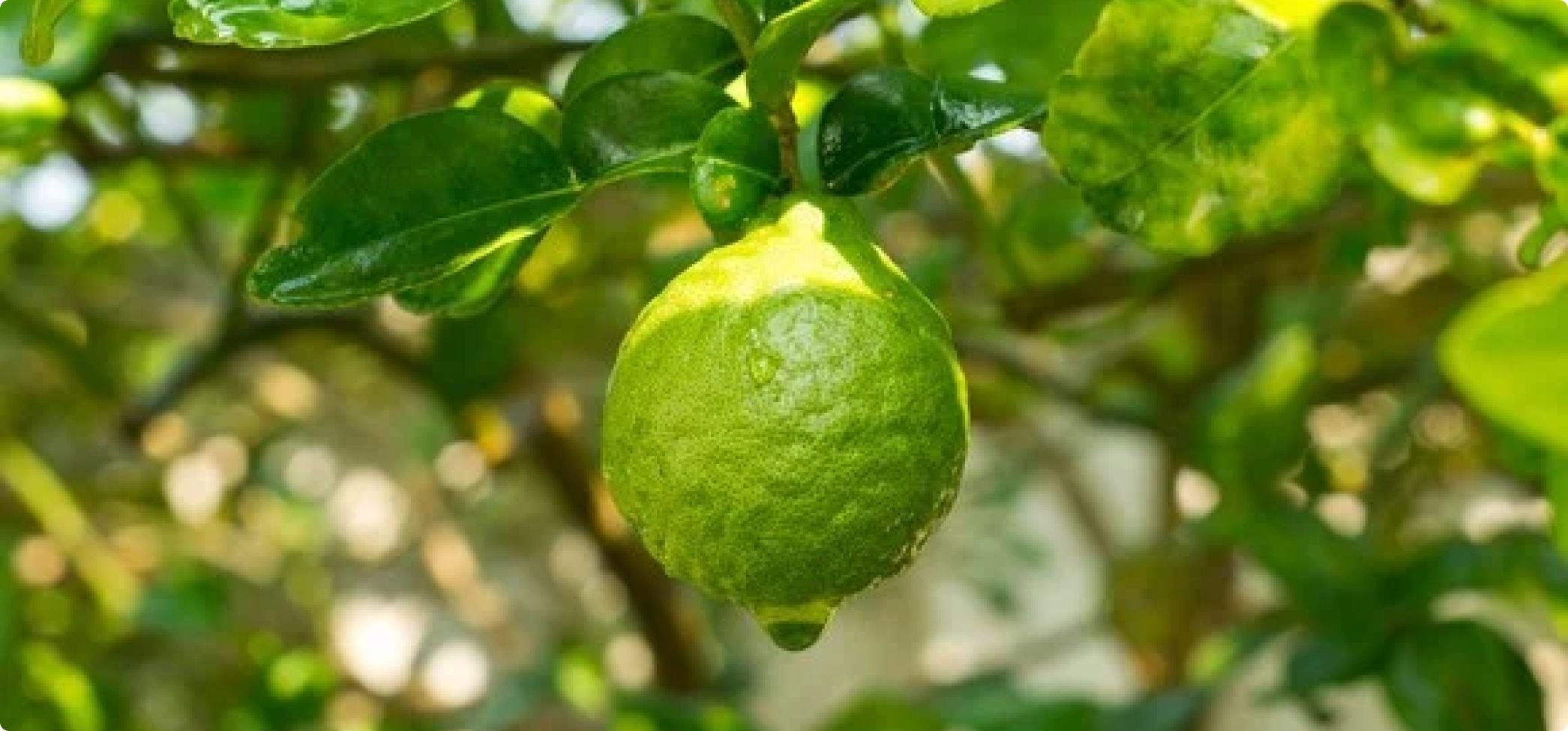 Lagstiftning om snus och smak