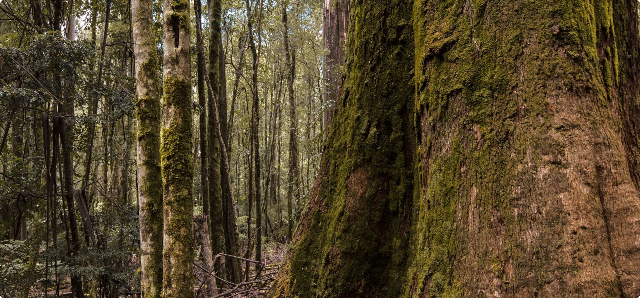 Eukalyptusträd i Tasmanien