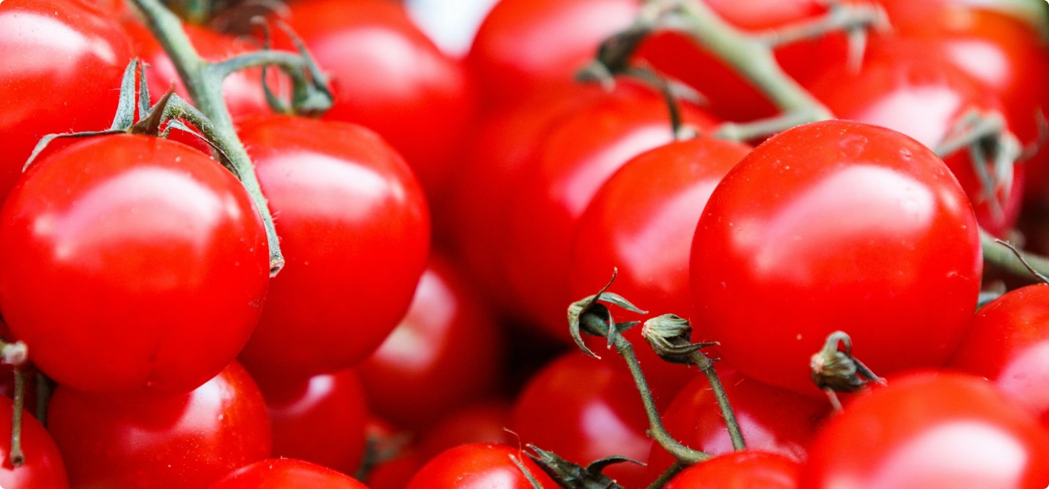 Nikotin i tomat och grönsaker