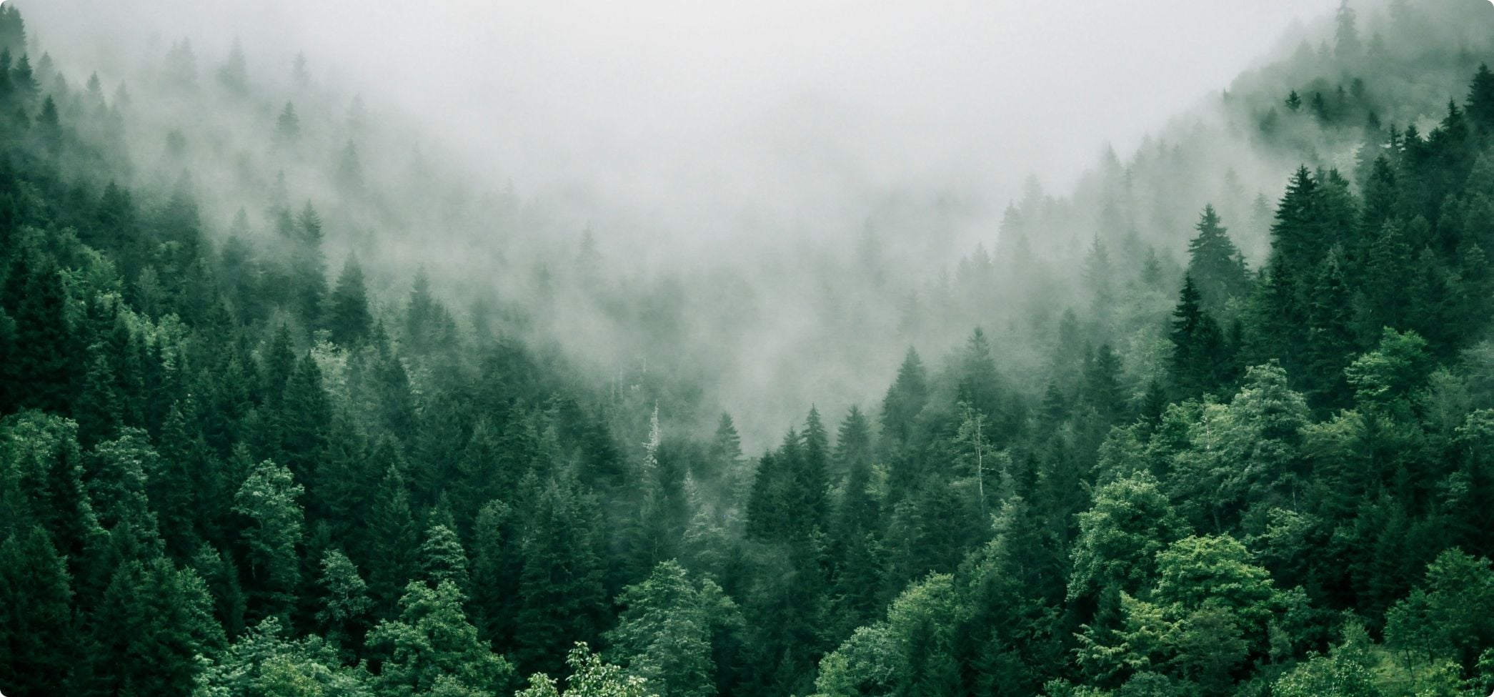 Naturbild som visar skog och dimma - Helwit testar snusdosa i fiber